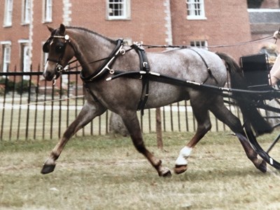 Lot 615 - Black patent set of English leather harness Made by Turner Bridgar in 1976. Complete with collar and brass mountings, to fit a 13.2 pony.