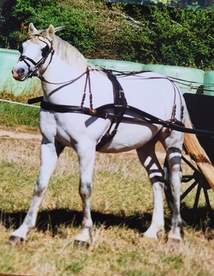 Lot 668 - Set of black leather pony driving harness with brass fittings